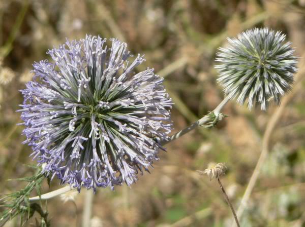 agapanthus